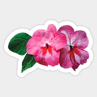 Impatiens - Pink Impatiens Sticker